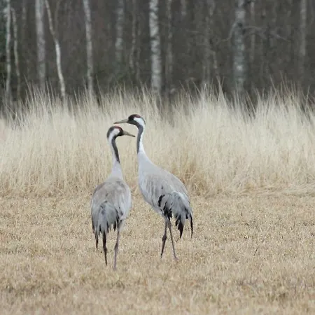 Kommee Kurki Tentsile Puumajoitus *